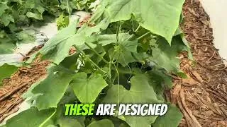 Thumbnail: MYTH BUSTED! 🥒 You Don’t Need a Greenhouse to Grow English Cucumbers! | Teachy Tuesday