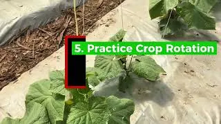 Thumbnail: 🎓 TEACHY TUESDAY: Stop Powdery Mildew on Cucumbers! 🥒⚠️