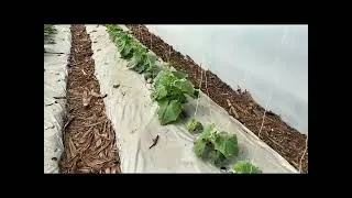 Thumbnail: 🥒 3 Weeks After Transplant — LOOK at this cucumber growth! 💥