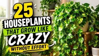 Thumbnail: Best Houseplants for Beginners in 2026 | Everything About Plants !