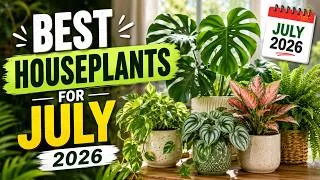 Thumbnail: 20 Indoor Plants That THRIVE in July Heat & Humidity