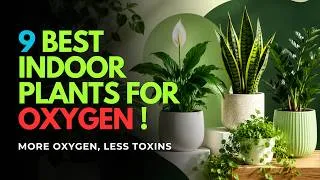 Thumbnail: Top 9 Highest Oxygen Producing Indoor Plants | Best Air Purifying Houseplants for Your Home