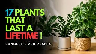 Thumbnail: Stop Replacing Your Plants: 17 Houseplants That Live for 50+ Years