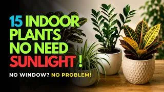 Thumbnail: Dark Apartment? These 15 Plants Will Still Grow Like Crazy