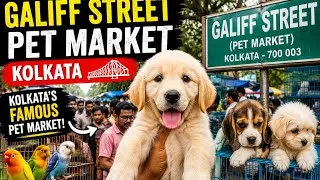 Thumbnail: 🌞🐶 Early Morning Ride to Kolkata’s Famous Galiff Street Pet Market 🏍️ | 4K Cinematic Vlog 🎬