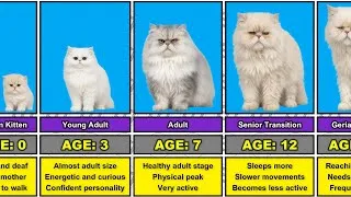 Thumbnail: Persian Cat Lifespan: 0 to 17 Years Old