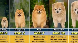 Thumbnail: Pomeranian Full Lifespan | 0 to 16 Years Old