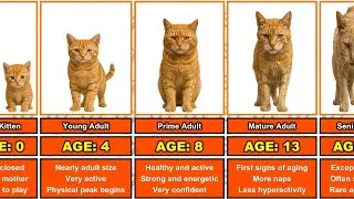 Thumbnail: Orange Cat Lifespan From 0 to 18 Years Old