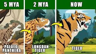 Thumbnail: Tiger Origin Evolution: Who Were Tiger Ancestors