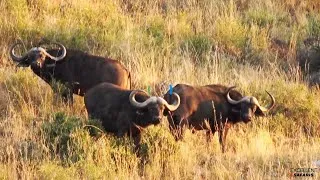 Thumbnail: Excellent Safaris - FULL -  Buffalo & Plainsgame Hunt - Matt & Eric