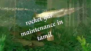 Thumbnail: rocket gar maintenance#rare fish#gar#Exoticpets#In tamil.