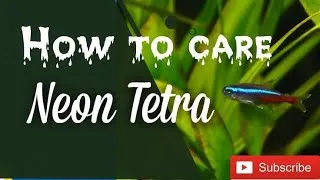 Thumbnail: How to maintain neon tetra fish #In Tamil#Fish#exoticpets.