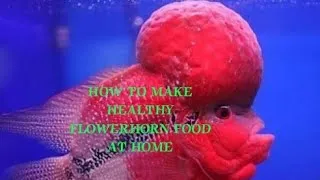Thumbnail: How to make healthy home made pellets for Flowerhorn fish #fish#In TAMIL#exoticpets