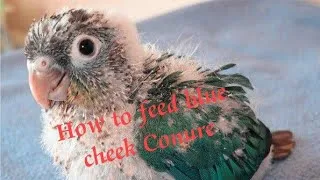 Thumbnail: How to hand feed blue cheek Conure#In Tamil#Step by Step#exoticpets.