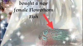 Thumbnail: Introducing my new female Flowerhorn Fish to my male flowerhorn Fish 🐠🐟