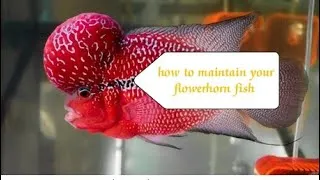 Thumbnail: How to maintain your flowerhorn fish. step by step !! In tamil.#exotic pets