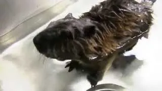 Thumbnail: Exotic Pet Vet - Baby Beaver = Happiness