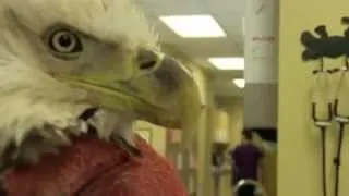 Thumbnail: Exotic Pet Vet - Bald Eagle transition