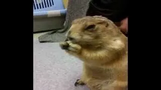 Thumbnail: Exotic Pet Vet Uncut - Prairie Dog Cuteness!