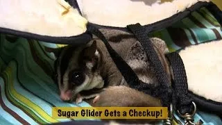 Thumbnail: Exotic Pet Vet - Sugar Glider makes adorable noises during exam!