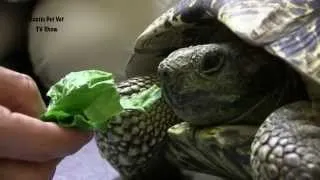 Thumbnail: Exotic Pet Vet- Leopard Tortoise Eats Lettuce