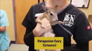 Thumbnail: Exotic Pet Vet Uncut - Patagonian Cavy Cuteness