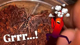 Thumbnail: I'm NEVER feeding Baby Tarantulas again!