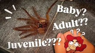 Thumbnail: Is my TARANTULA a Baby? Juvenile?? Sub-adult??? Adult????!