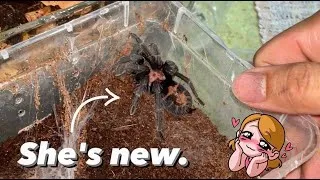 Thumbnail: Stuff I do when I get a NEW TARANTULA !!!