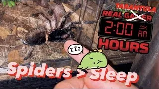 Thumbnail: When a Tarantula Keeper can't sleep ..