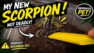 Thumbnail: HUGE SCORPION species that RARELY STINGS ~ Perfect BEGINNER Scorpion !!