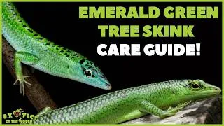 Thumbnail: Emerald Green Tree Skink Care Guide - How To Care For Your Emerald Green Tree Skink