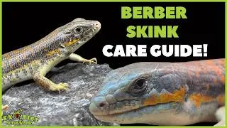 Thumbnail: Berber Skink/Schneider's Skink Care Guide - How To Care For Your Berber Skink/Schneider's Skink