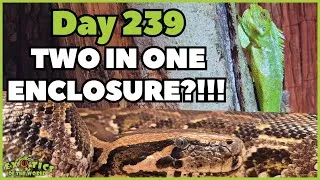 Thumbnail: Major Milestone Reached — And The Burm Enclosure Just Changed Forever| Animal Encounters  Vlog Ep.15