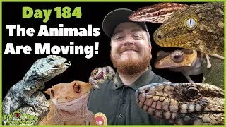 Thumbnail: The Home Stretch! Centre Updates & First Animals Have Moved In | Animal Encounters  Vlog Ep.12