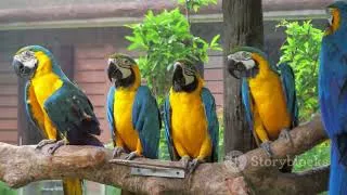 Thumbnail: Unlocking the Secrets: Care and Breeding of Exotic Birds