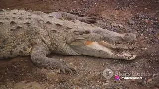 Thumbnail: Crocodiles Unveiled: Their Profound Significance to Humanity. ExoZoo Explorer TV