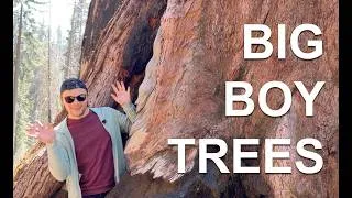 Thumbnail: Surviving Sequoia Memorial Day Madness Among the Giants