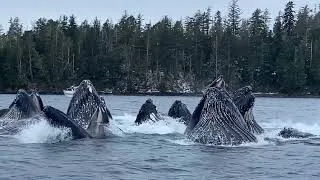 Thumbnail: Humpback Whales Bubble-net Feeding | Awesome Moment Beside our Boat