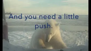 Thumbnail: Polar Bear Push