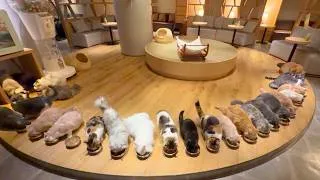 Thumbnail: Visiting a Clean and Spacious Cat Cafe in Japan | CAT CAFE MOCHA 🐈