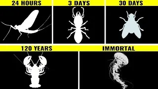 Thumbnail: Animals With The Longest Lifespan