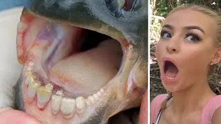 Thumbnail: Most Unique Fish In The World