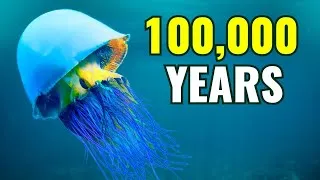 Thumbnail: The Oldest & Most Interesting Prehistoric Creatures