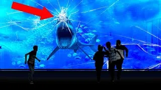 Thumbnail: Why NO Aquarium In The World Has A Great White Shark!