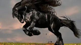 Thumbnail: The Most Incredible Horse Breeds In The World