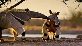 Thumbnail: Few Clips Of Aardvark