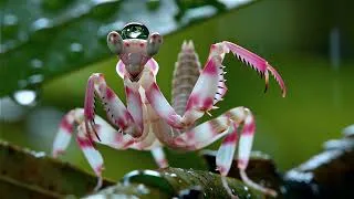 Thumbnail: Orchid Mantis (Hymenopus coronatus)