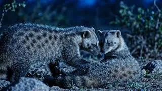 Thumbnail: Rarely Caught On Camera African Civet Mating Rituals
