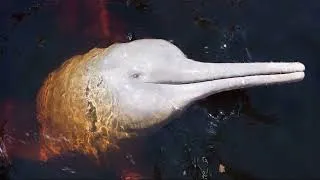Thumbnail: The Blushing Jungle Mammal: Amazon River Dolphin Explained